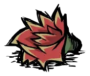 仙人掌花