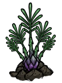 芦笋蕨