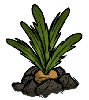 胡萝卜植株