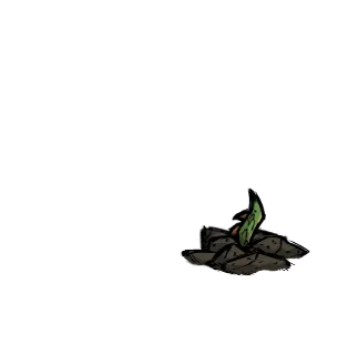 生长