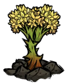 crop_med