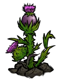 crop_med