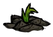 crop_sprout