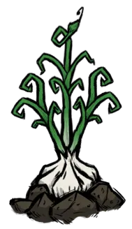 大蒜植株