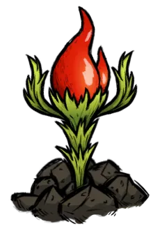 辣椒植株