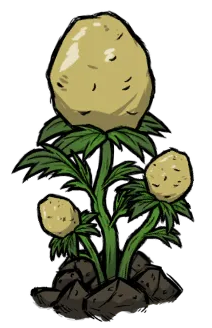 土豆植株