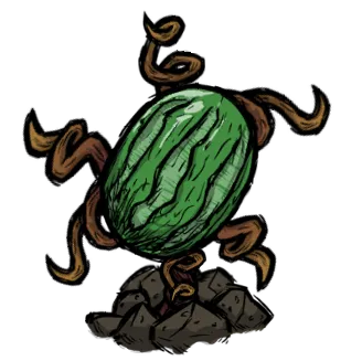西瓜植株