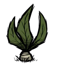 曼德拉草