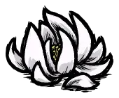 月树花