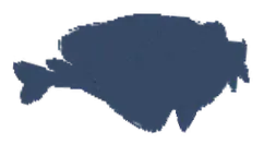 黑鲶鱼
